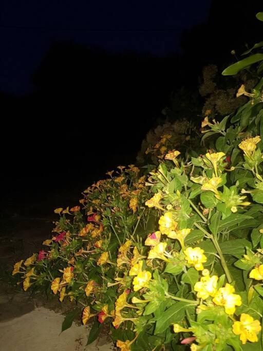 Night Flower * Kato Korakiana